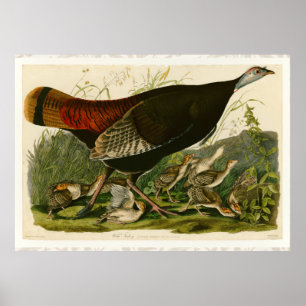 Turkiska Vilden Audubon Bird Painting Poster