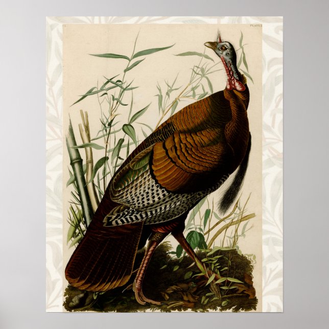 Turkiska Vilden Audubon Bird Painting Poster (Framsidan)