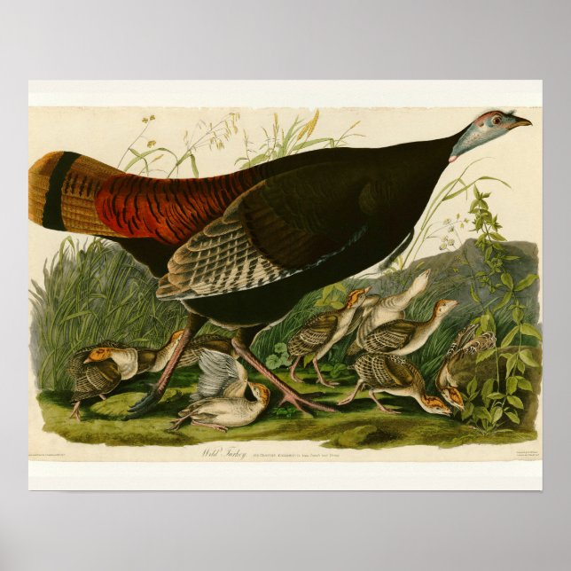 Turkiska Vilden Audubon Bird Painting Poster (Framsidan)