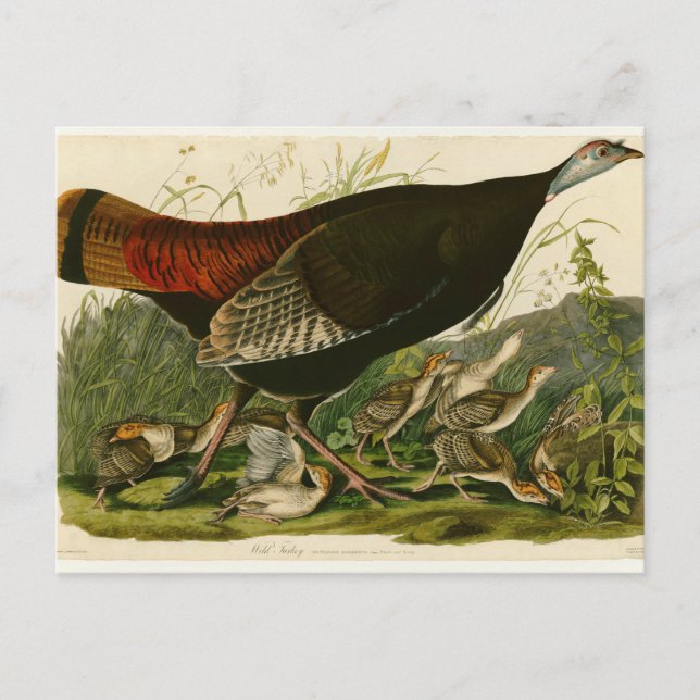 Turkiska Vilden Audubon Bird Painting Vykort (Framsida)