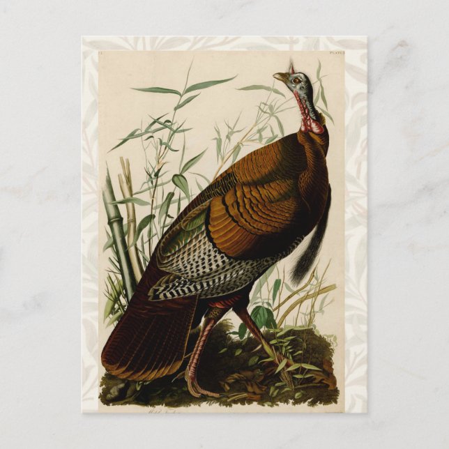 Turkiska Vilden Audubon Bird Painting Vykort (Framsida)