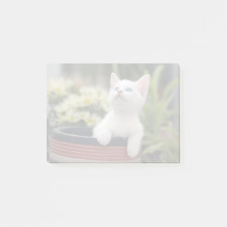 Turkiska vita kattunge post-it block