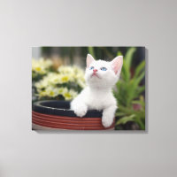 Turkiska vita Kitten