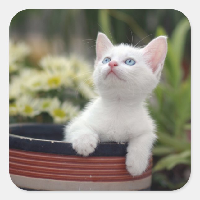 Turkiska vita Kitten Fyrkantigt Klistermärke (Framsida)