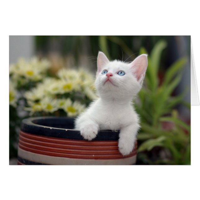 Turkiska vita Kitten Hälsningskort (Framsidan Horizontal)