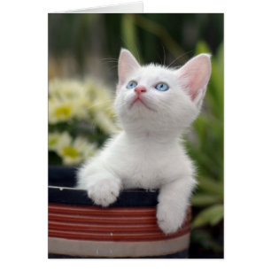 Turkiska vita Kitten Hälsningskort