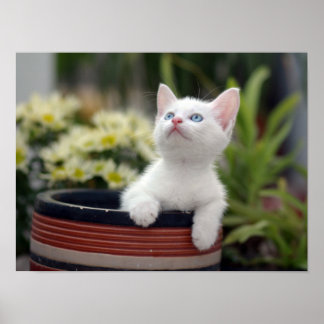 Turkiska vita Kitten Poster