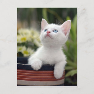 Turkiska vita Kitten Vykort