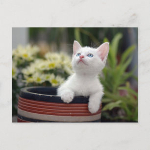 Turkiska vita Kitten Vykort