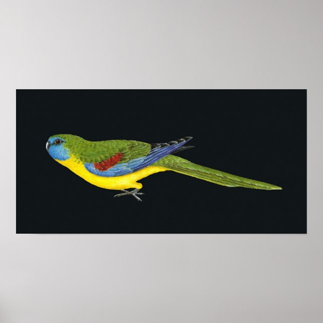Turkos Parrot - Neophema pulchella Poster (Framsidan)