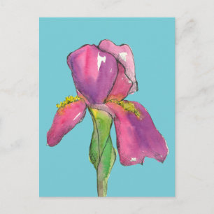 Turkos Rosa Iris Flower Vykort