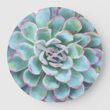 Turkos Succulent Echeveria