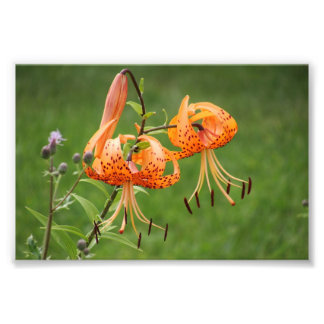 Turks Cap Lily Fototryck