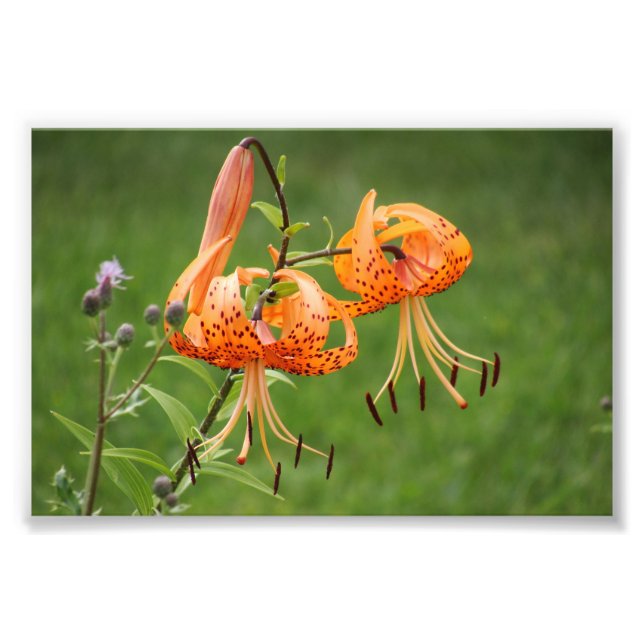 Turks Cap Lily Fototryck (Framsidan)