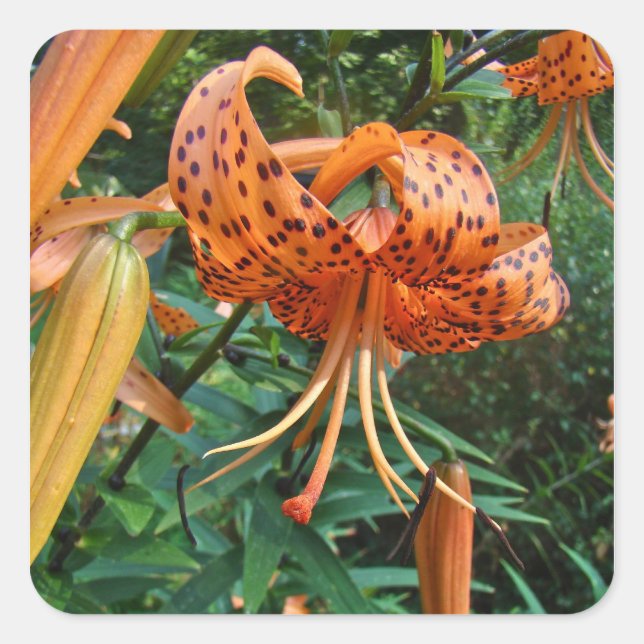 Turks Cap Lily Wildblomma Fyrkantigt Klistermärke (Framsida)