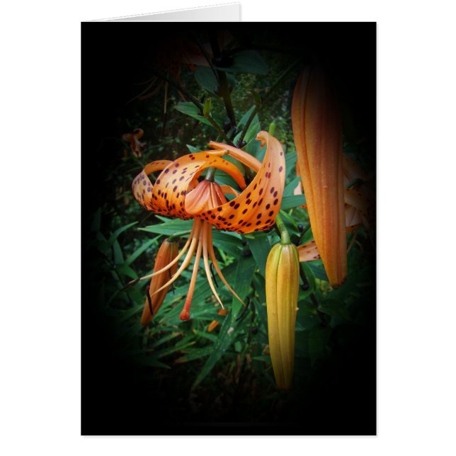 Turks Cap Lily Wildblomma Hälsningskort (Framsidan)