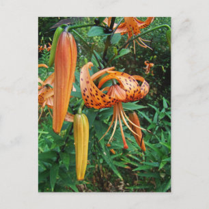 Turks Cap Lily Wildblomma Vykort