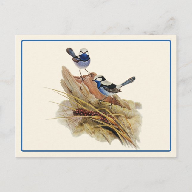 Turkvoisine Superb Warbler Vykort (Framsida)