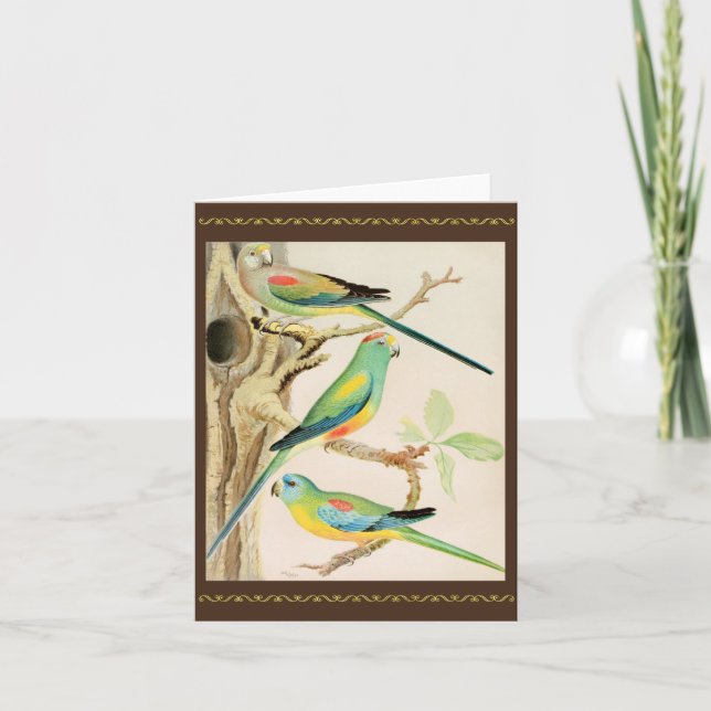 Turquise Parakeet Kort (Framsida)