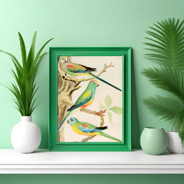 Turquise Parakeet Poster