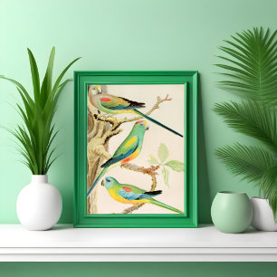 Turquise Parakeet Poster