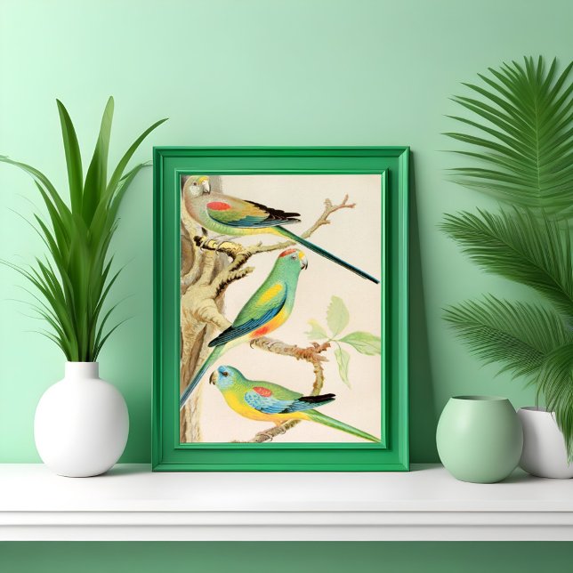 Turquise Parakeet Poster (Skapare uppladdad)