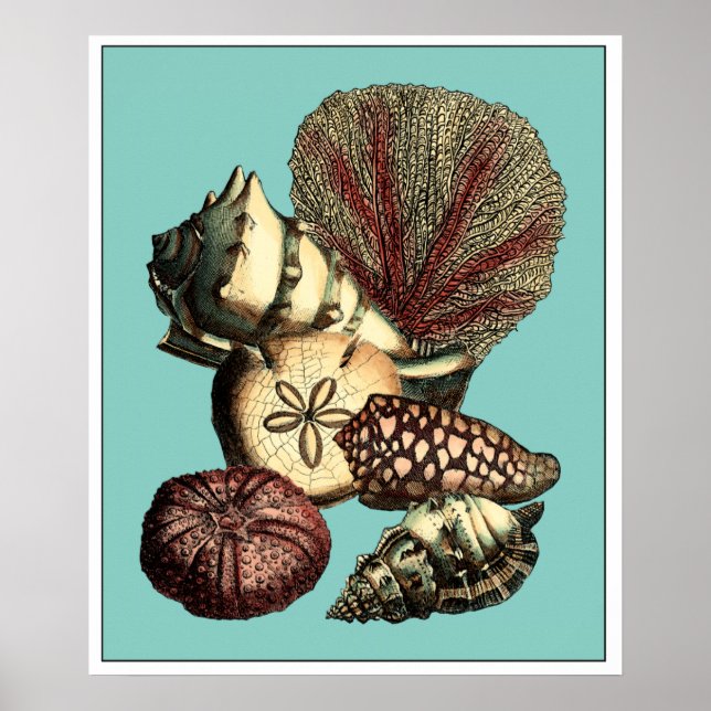Turquise Snäcka och Red Coral Collection Poster (Framsidan)