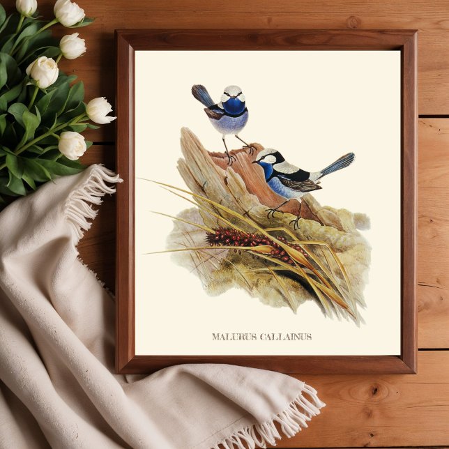 Turquisine Superb Warbler, Vintage Birds Poster (Skapare uppladdad)