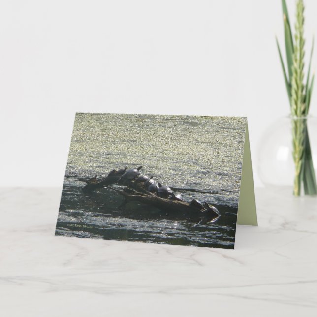 Turtlar svänger kort (Framsida)