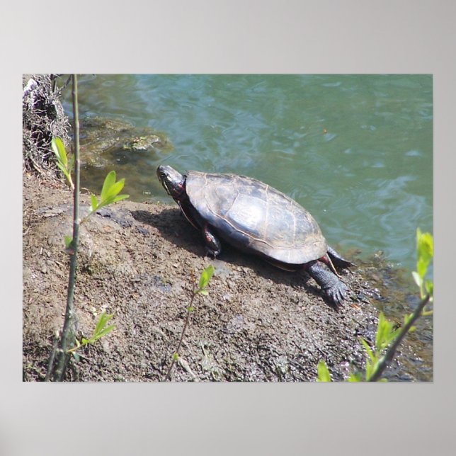 Turtle2 Poster (Framsidan)