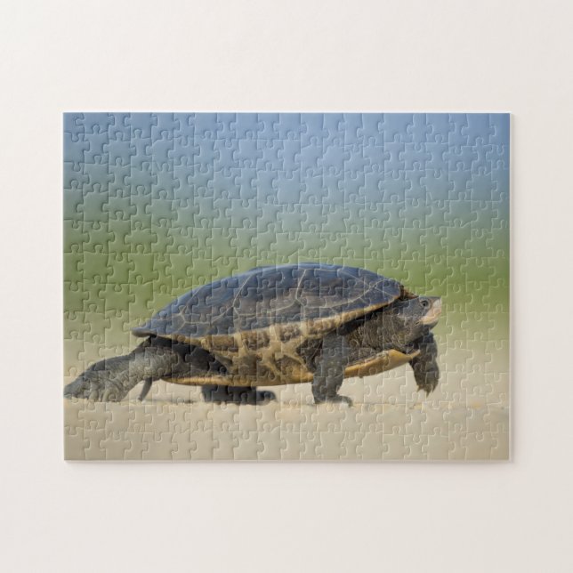 Turtle / amfibian / Reptile Closeup Photo Puzzle Pussel (Horisontell)