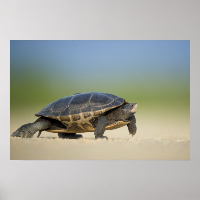 Turtle / Amfibie Närbild Foto Affisch (Framsidan)