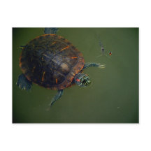 Turtle and Shrimp Lunch Buddies