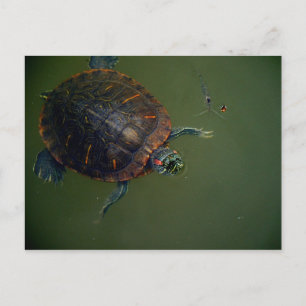 Turtle and Shrimp Lunch Buddies Vykort