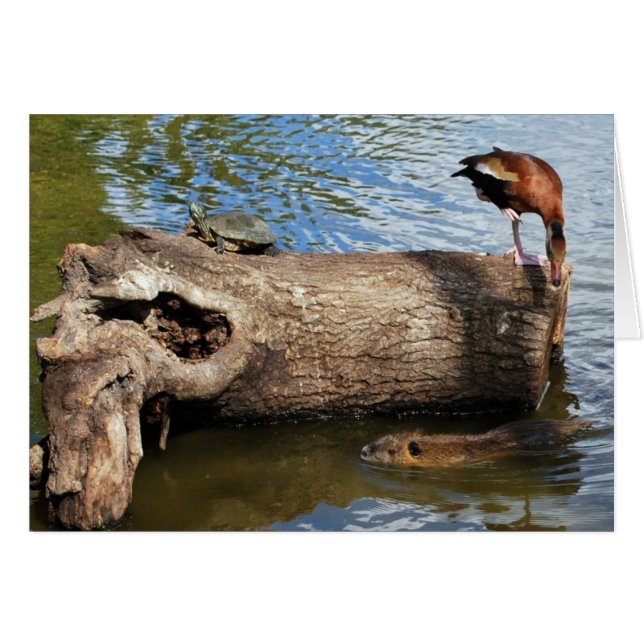 Turtle, Anka och Nutria OBS Kort (Framsidan Horizontal)