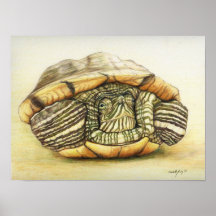 "Turtle" Art Reproduction Print Poster