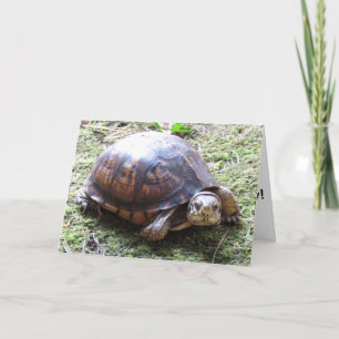 Turtle - Belad Birthday Kort