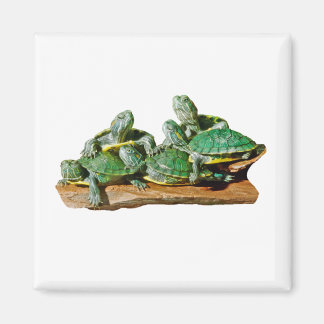 Turtle Bild Magnet