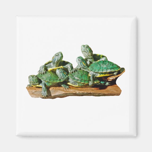 Turtle Bild Magnet (Framsidan)