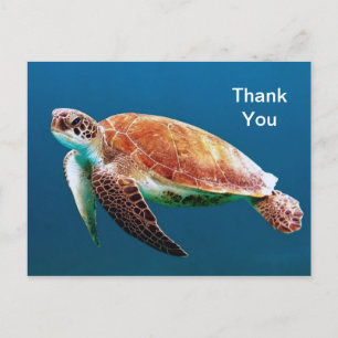 Turtle Blue Vatten Sea Photo Tack Vykort