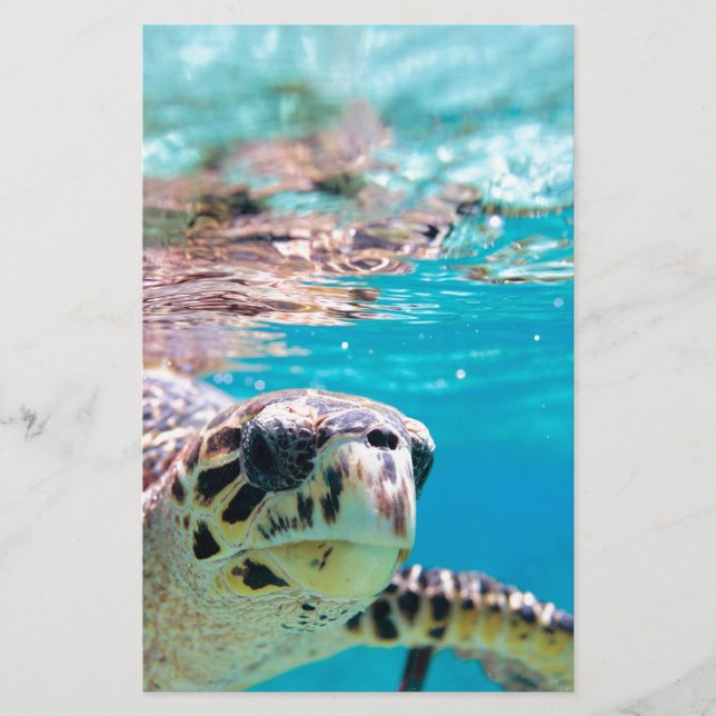 Turtle Brevpapper (Framsida)