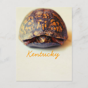 Turtle by JerseyFawn Vykort