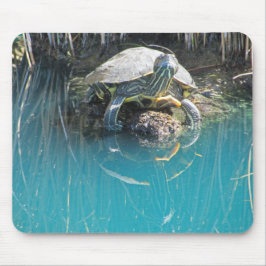 Turtle by Vatten with Reflection Photo Sjö Animal Musmatta