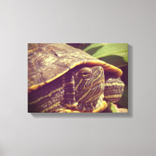 Turtle Canvastryck