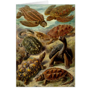 Turtle (Chelonia) av Haeckel Hälsningskort
