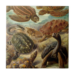 Turtle (Chelonia) av Haeckel Kakelplatta