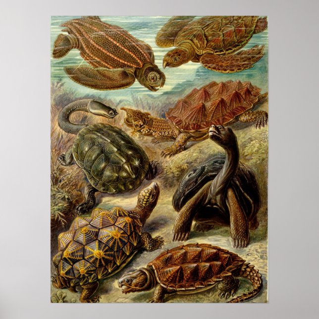Turtle (Chelonia) av Haeckel Poster (Framsidan)