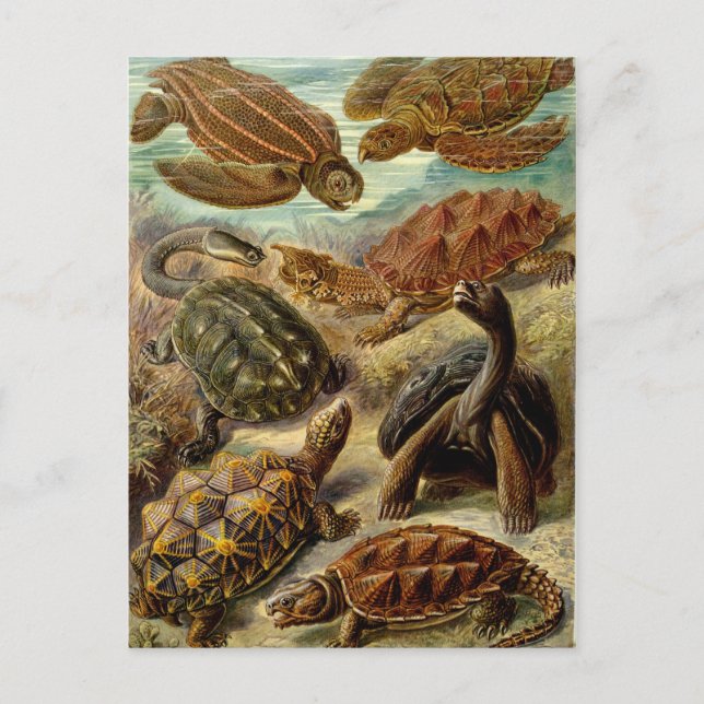 Turtle (Chelonia) av Haeckel Vykort (Framsida)