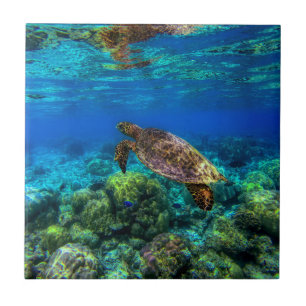 Turtle Coral för tropisk sjön Kakelplatta