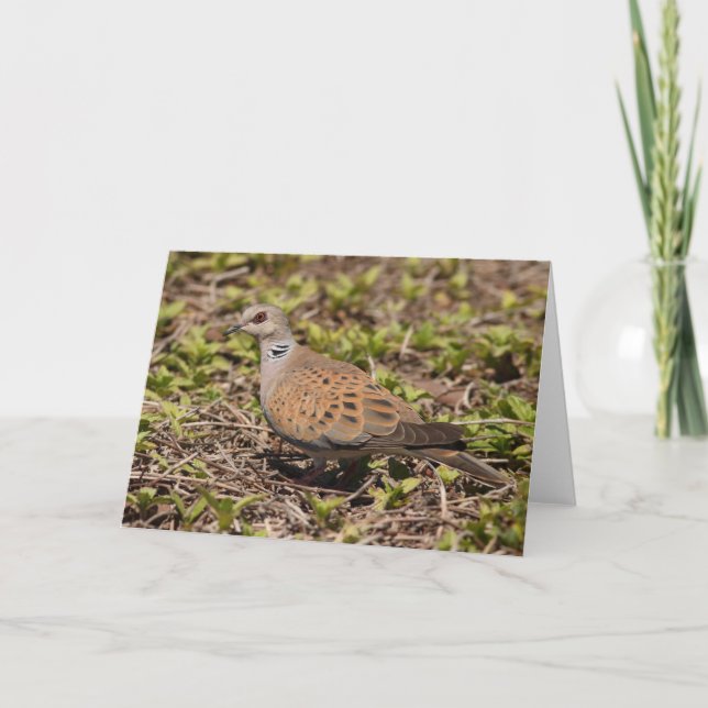 Turtle Dove Greeting Card Kort (Framsida)